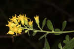 Buckley's goldenrod 